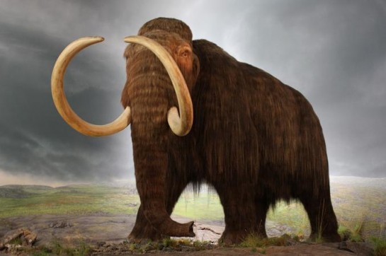 Wooly-Mammoth